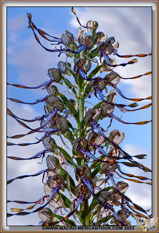 Orchis Bouc